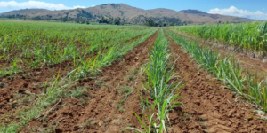 FSC Pays Third Cane Payment Ahead of Schedule in Support of Farmers