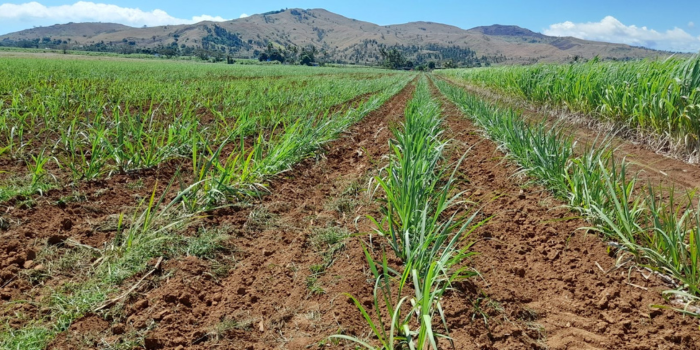 FSC Pays Third Cane Payment Ahead of Schedule in Support of Farmers
